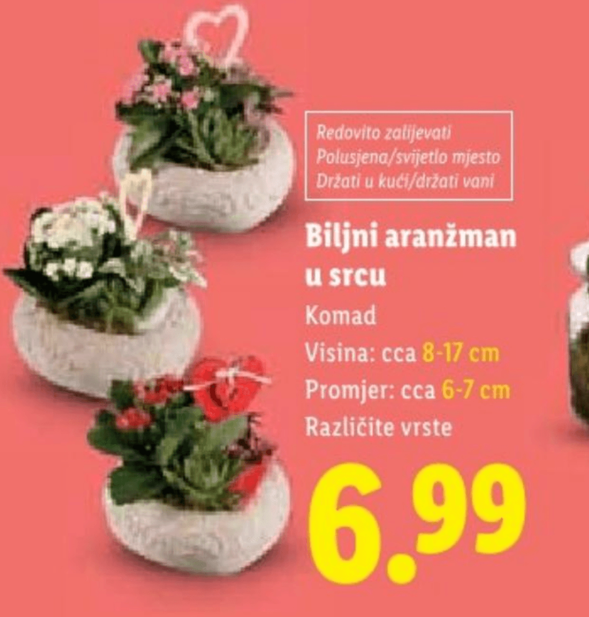 Biljni aranžman u srcu Komad - Akcija u trgovini Lidl