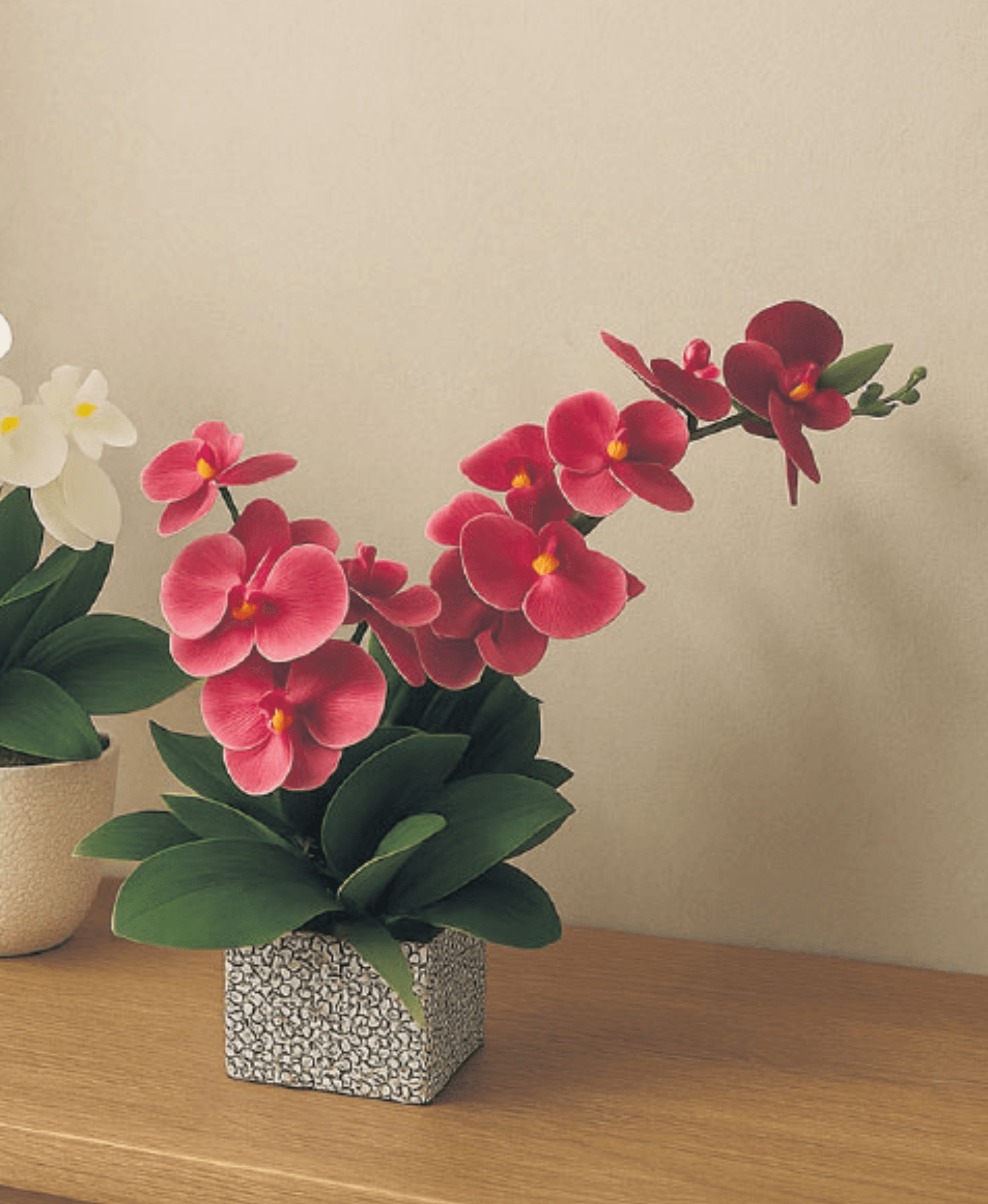 Orhideja u cementnoj posudi ciklama