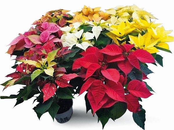 Božićna zvijezda Pulcherrima 1 kom