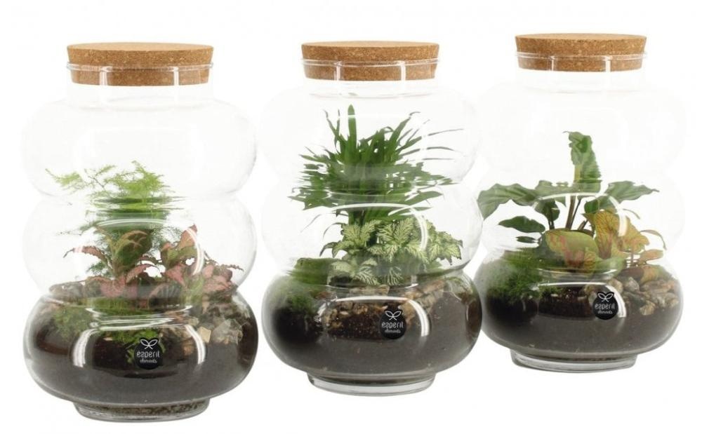 Aranžman u terariju 1 kom - Akcija u trgovini Spar