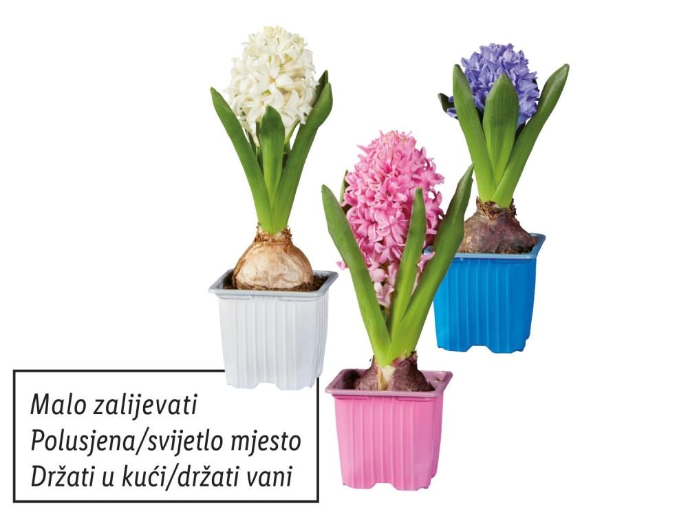 Zumbul Komad - Akcija u trgovini Lidl