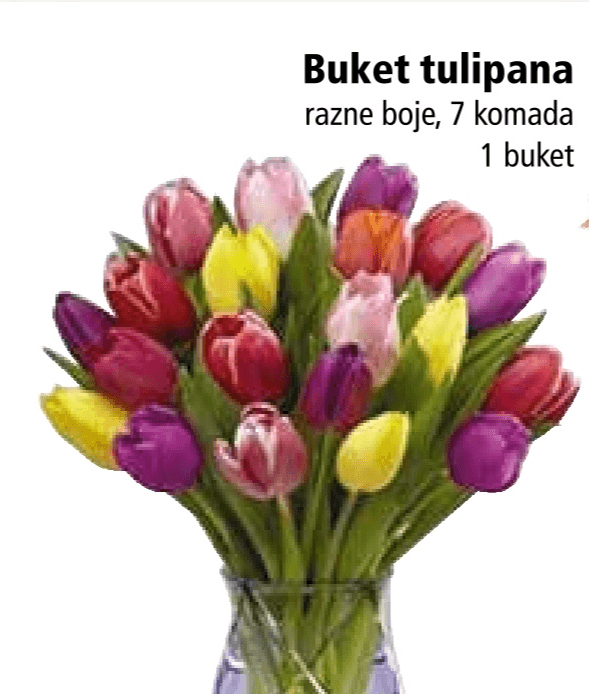 Buket tulipana 1 buket