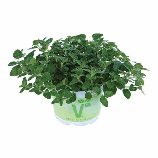 Origano 'Vitara Green'