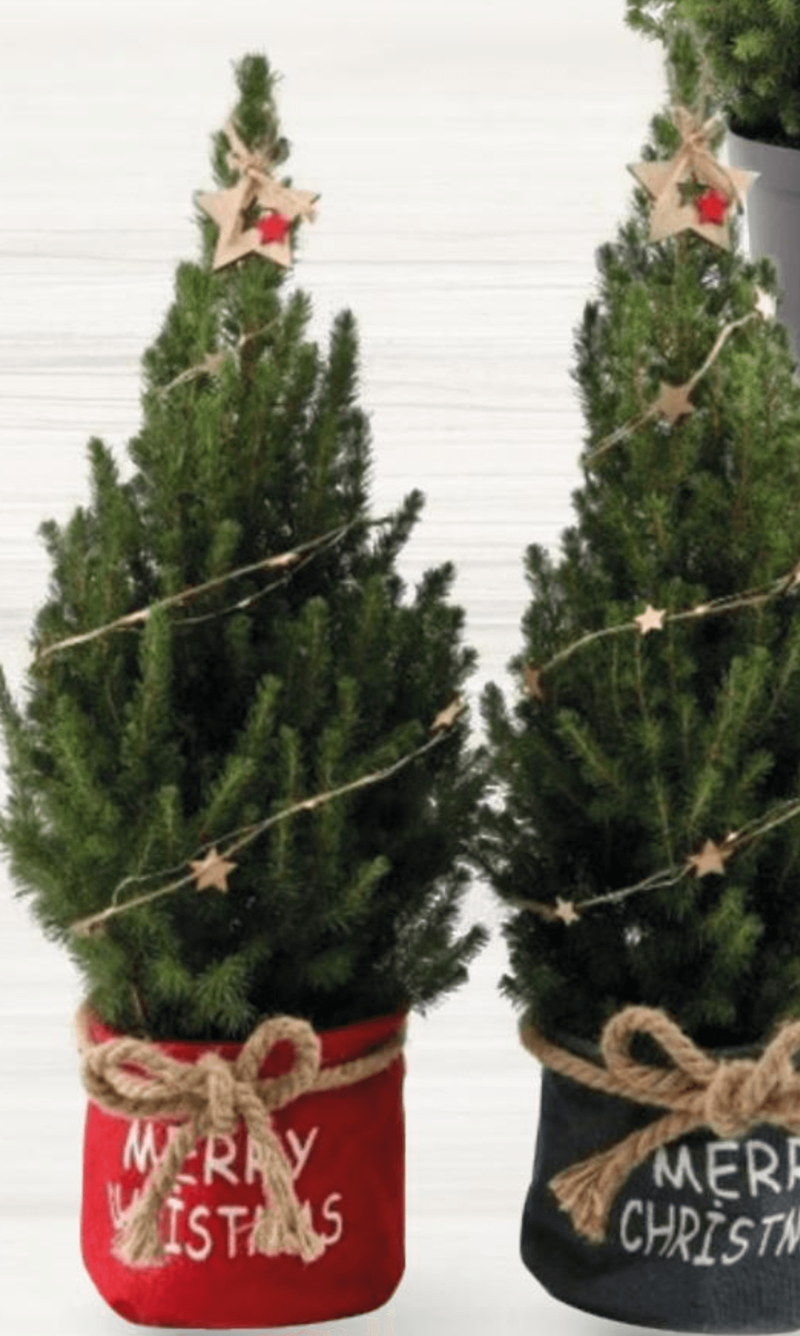 Bor Picea Conica Xmas 1 kom