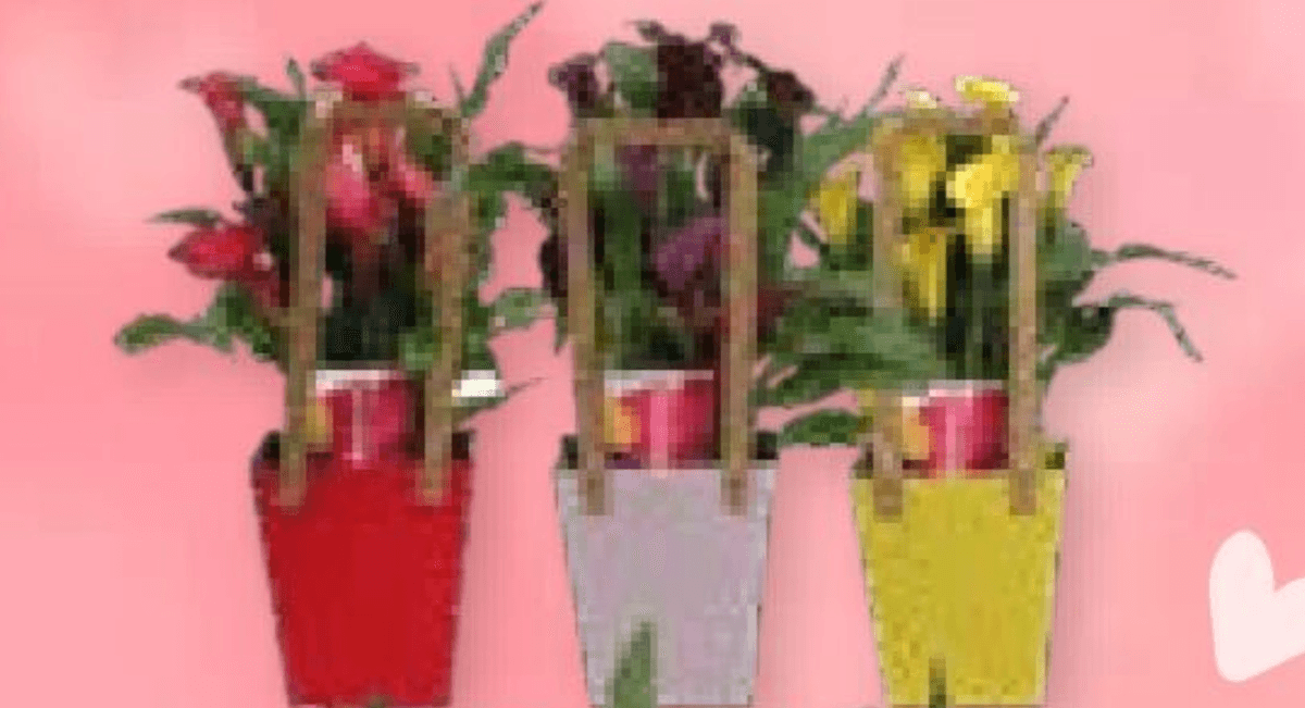 Kala 1 kom - Akcija u trgovini Spar