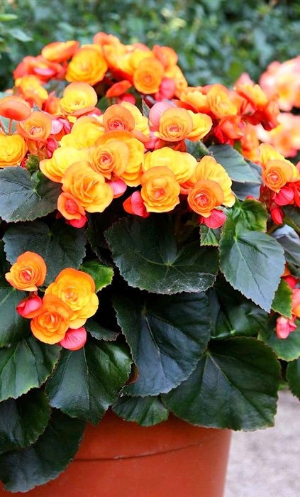 Begonija lončanica Ø 14 cm, visina 32 cm Decorum - Akcija u trgovini Plodine