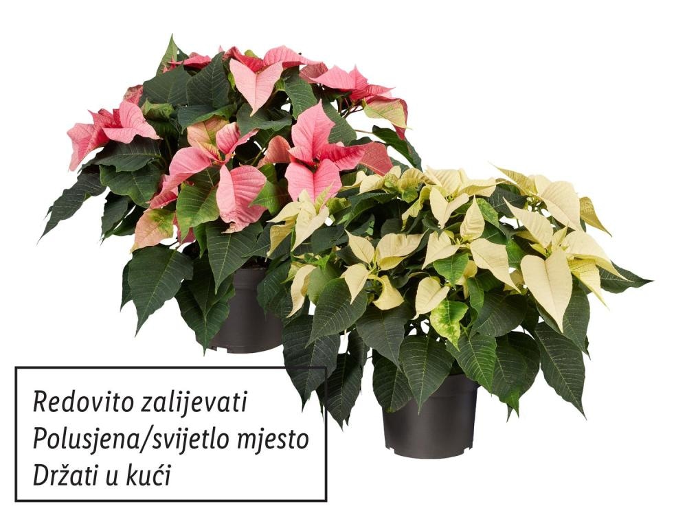 Božićna zvijezda višebojna