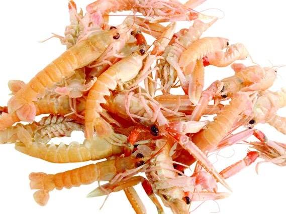 Škampi 1 kg - Akcija u trgovini Spar