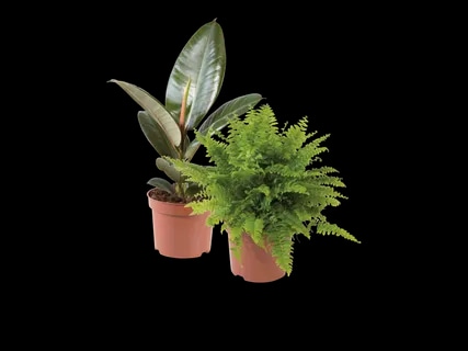 Zeleni mix Komad - Akcija u trgovini Lidl