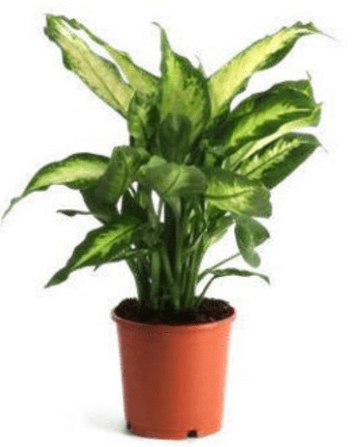 Cvijet Dieffenbachia - Akcija u trgovini Eurospin