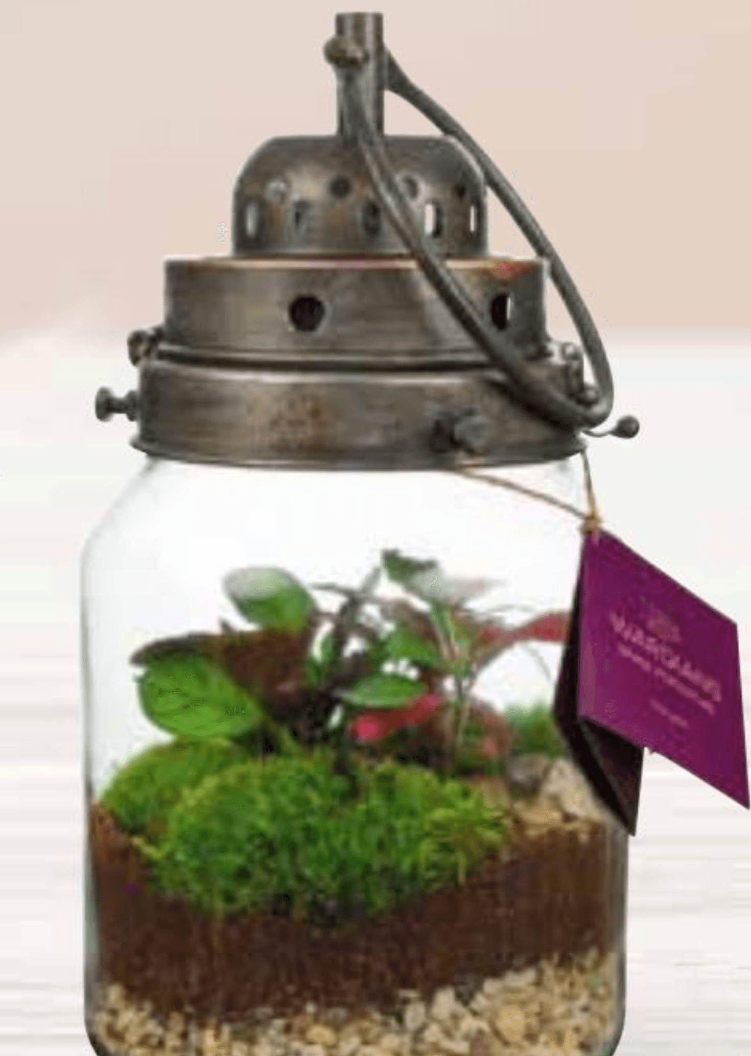 Aranžman u terariju 1 kom