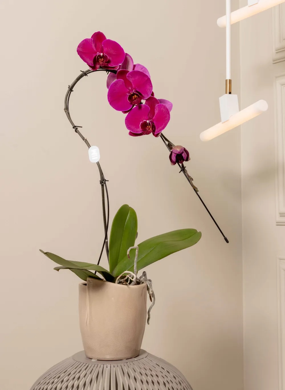 Orhideja Mimesis Swan Ø7cm, u ukrasnoj tegli, 1 kom - Akcija u trgovini Spar