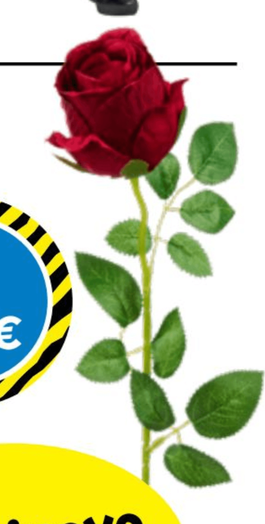 Ruža - Akcija u trgovini Tedi