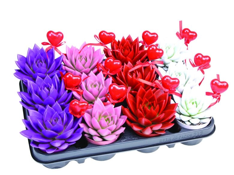 Echeveria Valentinovo Ø 8,5 cm - Akcija u trgovini KTC