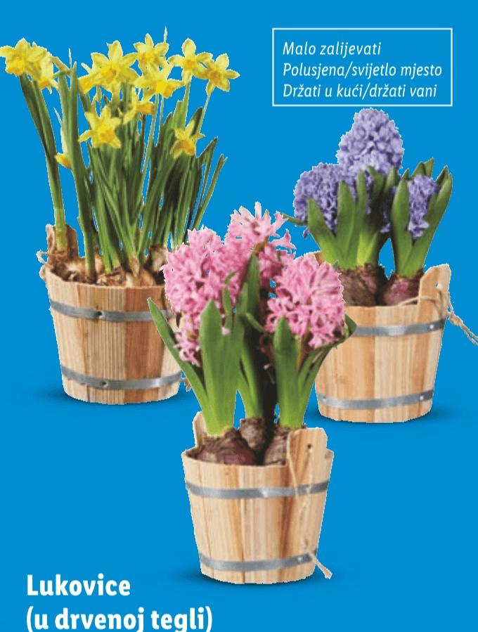 Lukovice - Akcija u trgovini Lidl