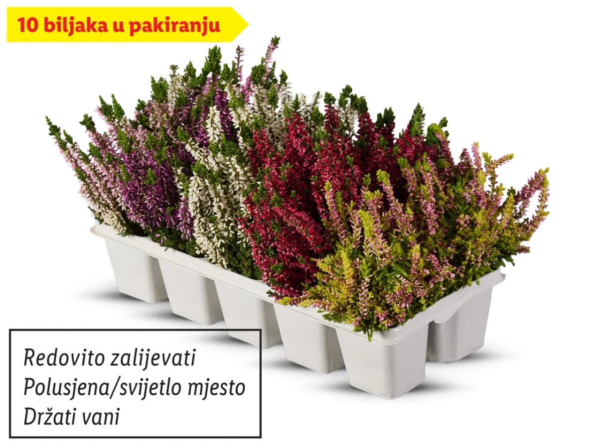 Vrijesak Set Akcija u trgovini Lidl