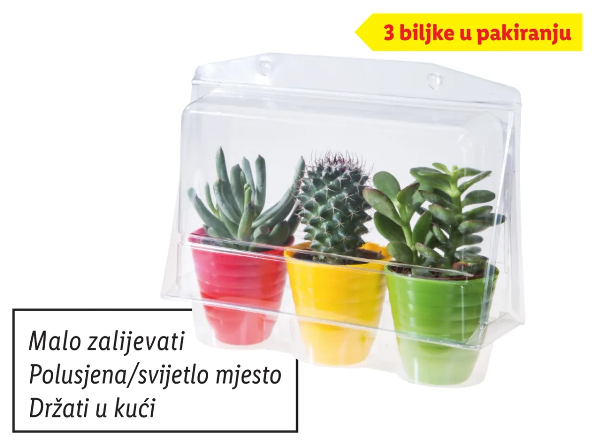 Mini kaktusi i sukulenti 3 biljke Akcija u trgovini Lidl