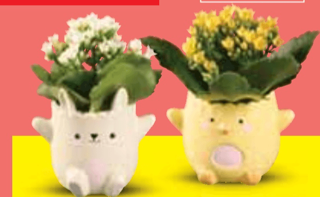 Kalanhoa Komad - Akcija u trgovini Lidl