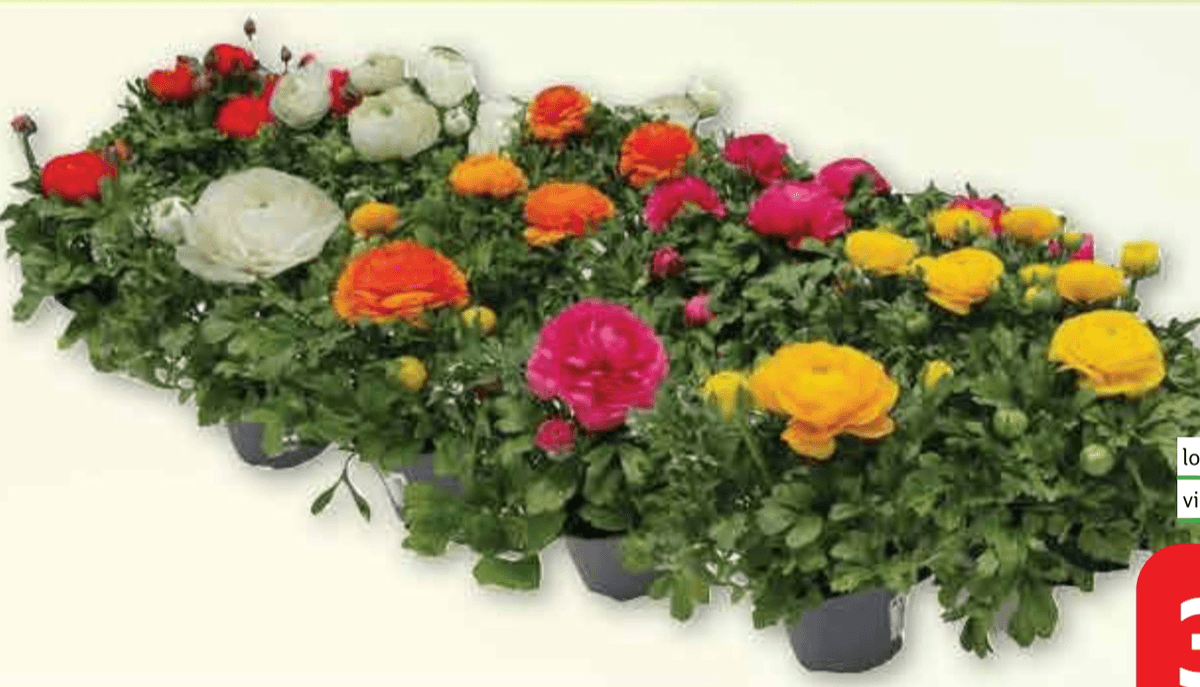 Žabnjak Ø 12 cm, visina 22 cm - Akcija u trgovini Plodine