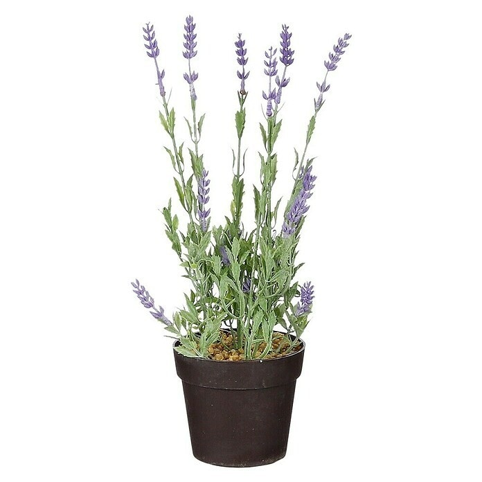Lavanda lončanica Ø 11 cm, visina 30 cm - Akcija u trgovini Plodine