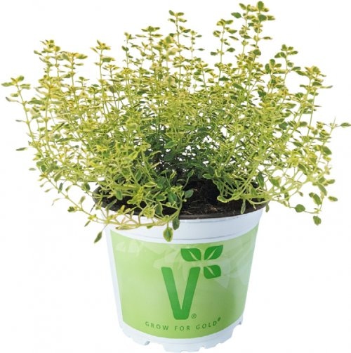 Limunski timijan 'Limone' U teglici T12! Volmary - Akcija u trgovini Bauhaus