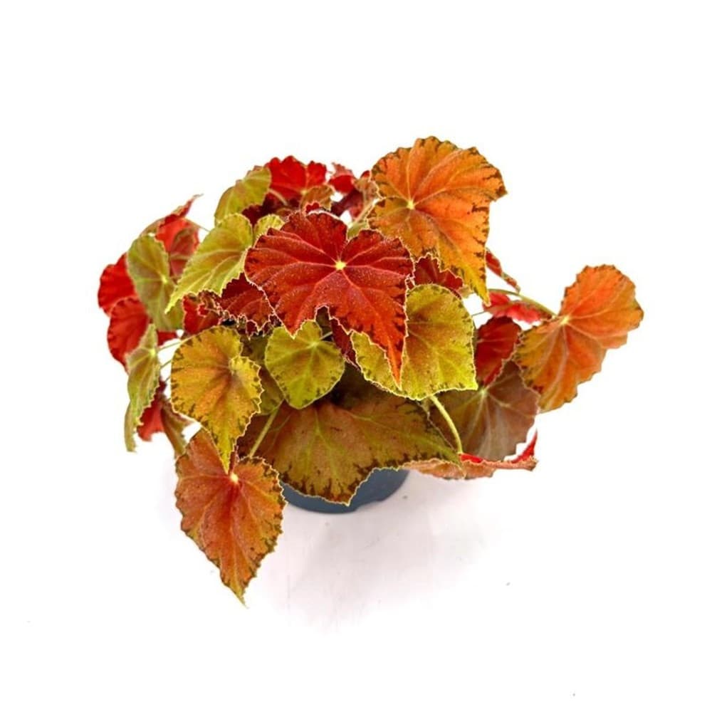 Begonia Love Akcija u trgovini Plodine
