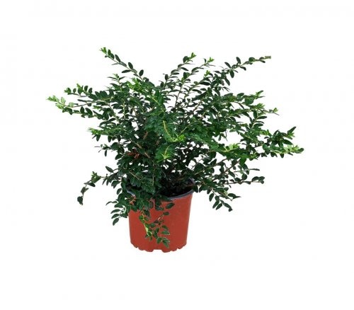 Lonicera u tegli promjera 10 cm komad Akcija u trgovini Kaufland