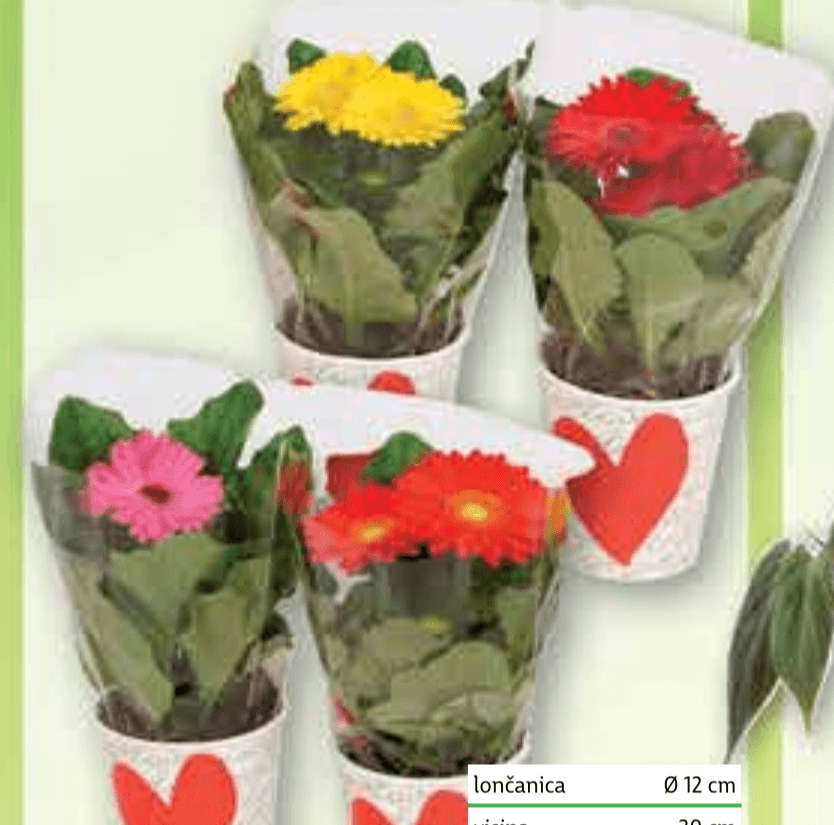 Gerbera Mix lončanica Ø 12 cm, visina 30 cm - Akcija u trgovini Plodine
