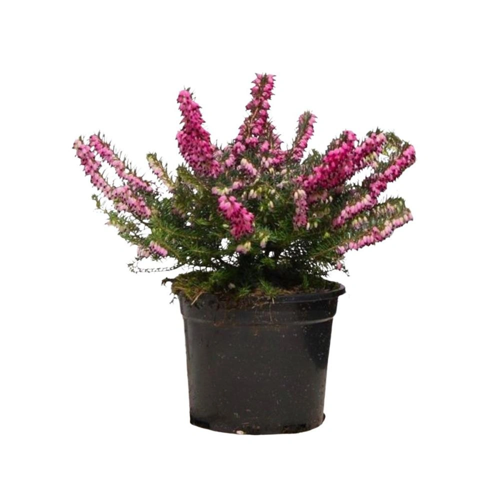 Erica tegla promjera 11 cm Akcija u trgovini Kaufland