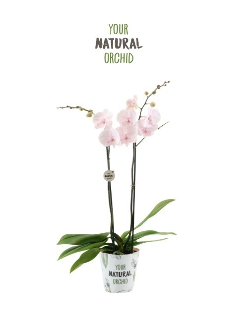 Orhideja YOUR NATURAL ORCHID - Akcija u trgovini KTC