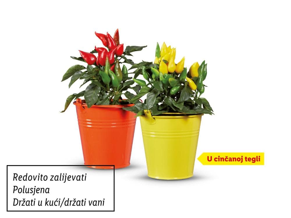 Ukrasna paprika 1 komad Akcija u trgovini Lidl