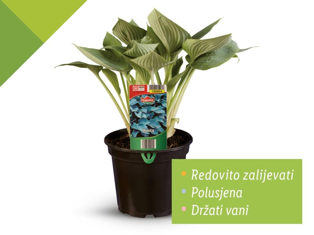 Funkija - Akcija u trgovini Lidl