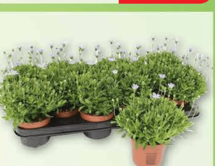 Plava Felicia - Akcija u trgovini Plodine