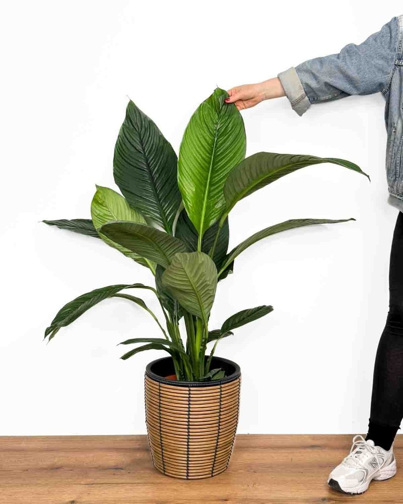Lončanica Spathyphyllum Ø13, 55 cm Akcija u trgovini Pevex