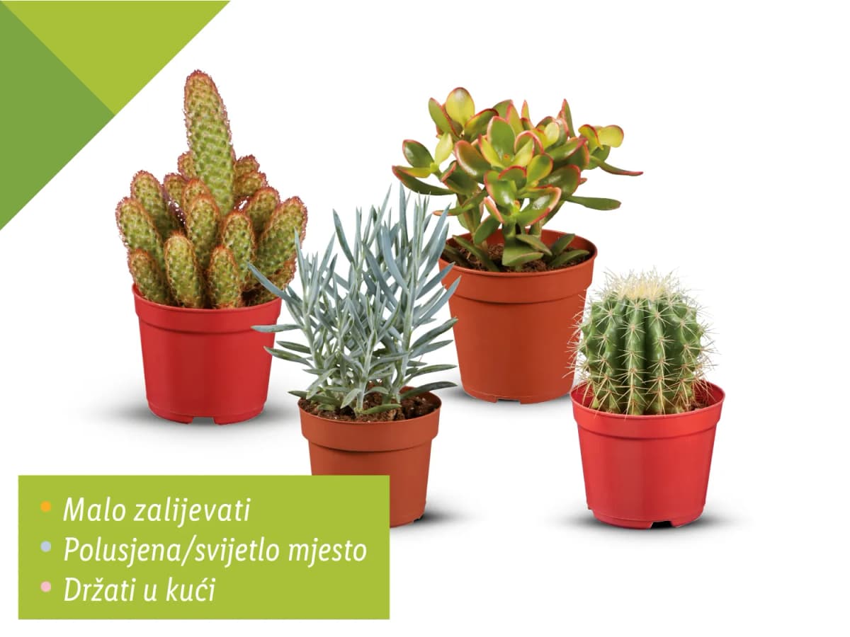 Kaktusi ili sukulenti cca 15-20 cm (visina), cca 12 cm (promjer) Akcija u trgovini Lidl