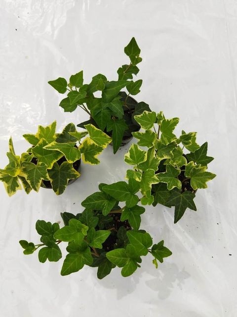 Hedera helix mix 13 cm - Akcija u trgovini KTC