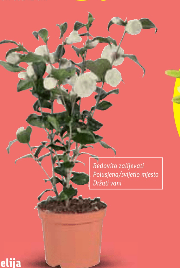 Kamelija Komad - Akcija u trgovini Lidl