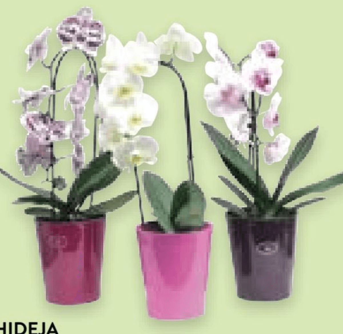 Orhideja Cascade - Akcija u trgovini Spar