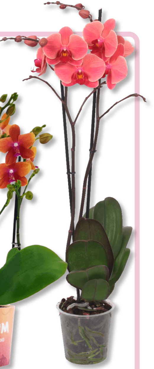 'Narbonne' T12, 2 stabljike - Akcija u trgovini Bauhaus