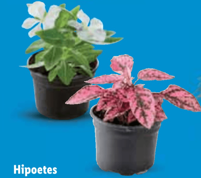 Hipoetes ili vinca Komad - Akcija u trgovini Lidl