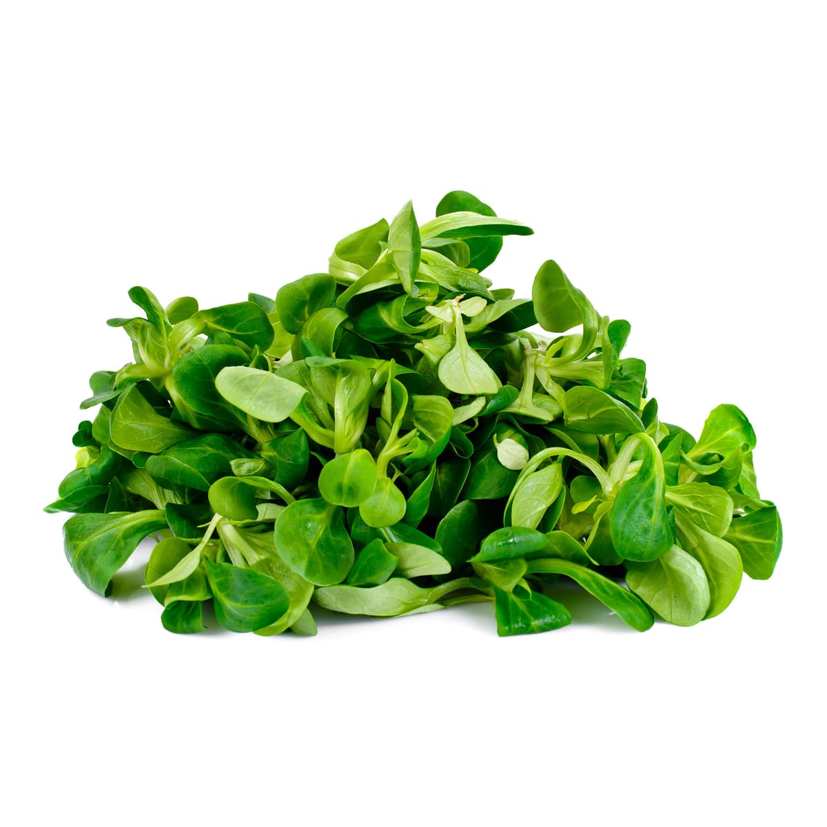 Matovilac 125 g Akcija u trgovini Lidl