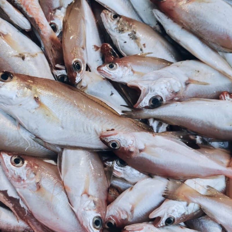 Svježi pišmolj očišćeni 1 kg - Akcija u trgovini Spar