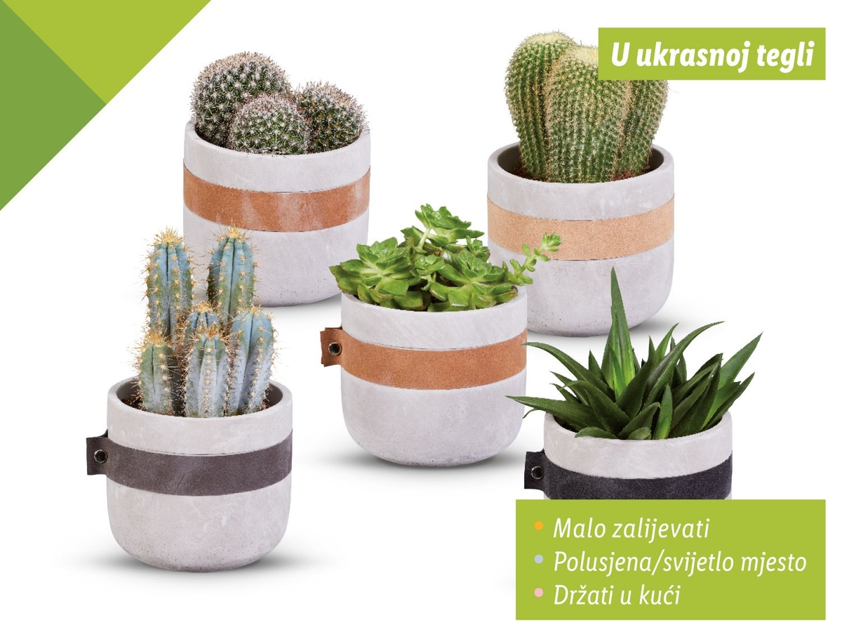 Sukulenti - Akcija u trgovini Lidl