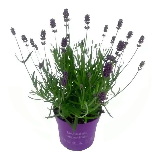 Lavanda 'Essence Purple' T23 - Akcija u trgovini Bauhaus