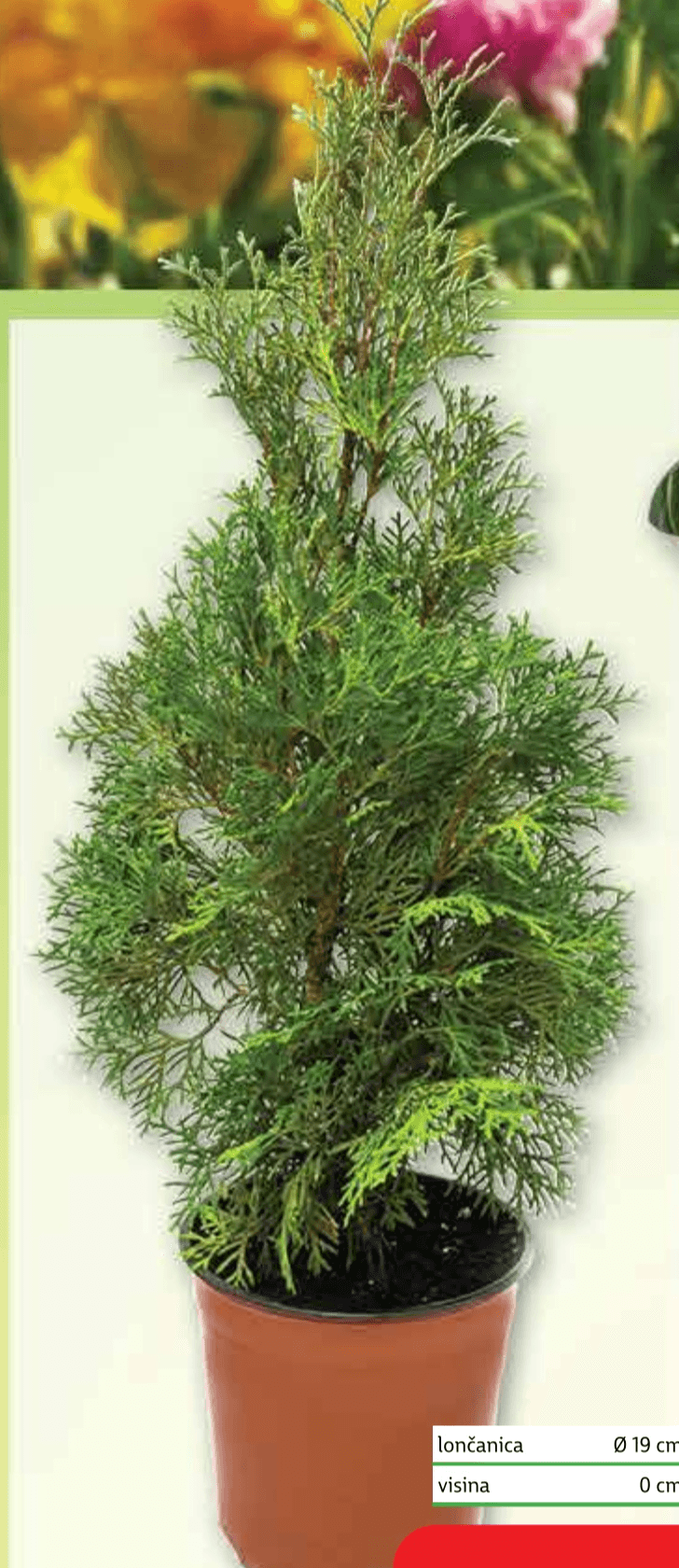 Thuja smaragd Ø 19 cm, visina 0 cm - Akcija u trgovini Plodine