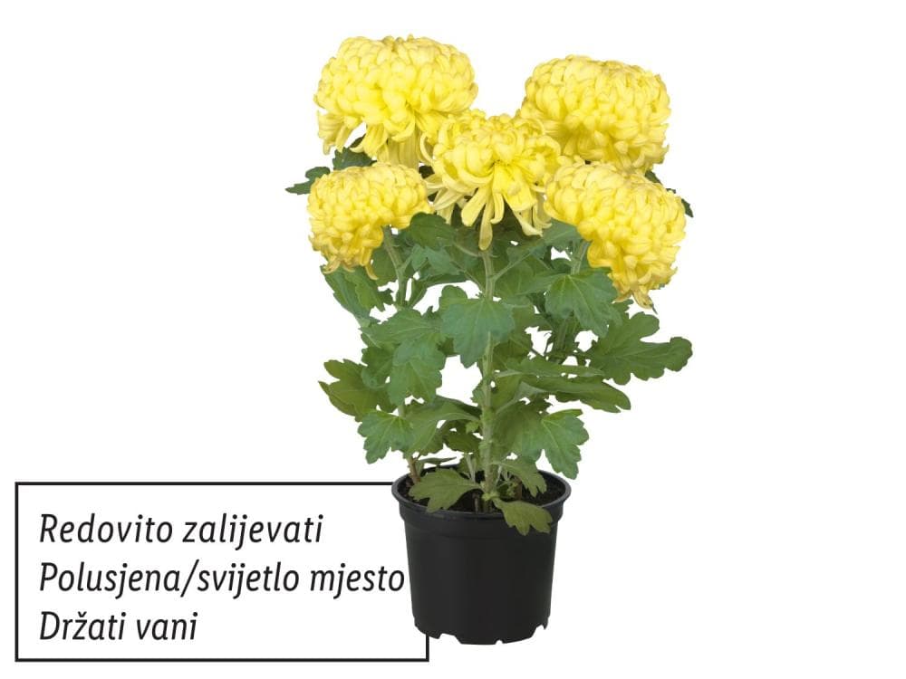Krizantema grandiflora Visina: cca 35 cm, Promjer: cca 25 cm Akcija u trgovini Lidl