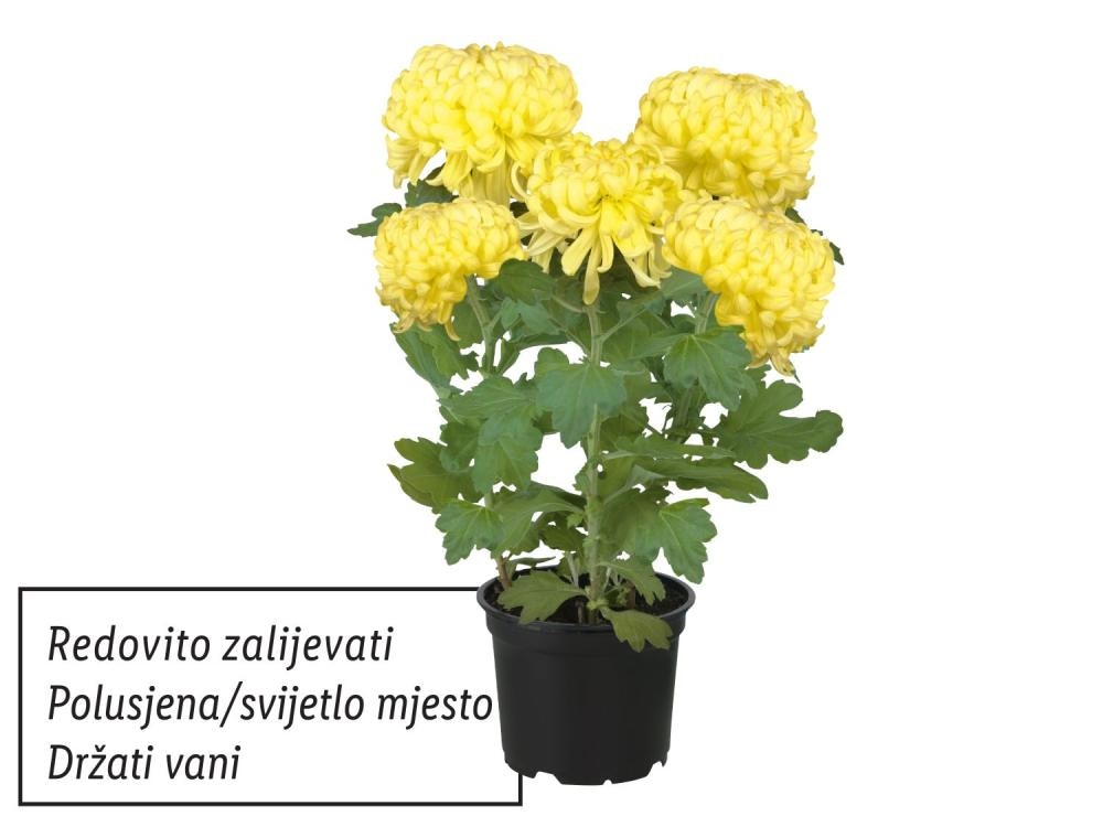 Krizantema grandiflora Visina: cca 35 cm, Promjer: cca 25 cm Akcija u trgovini Lidl