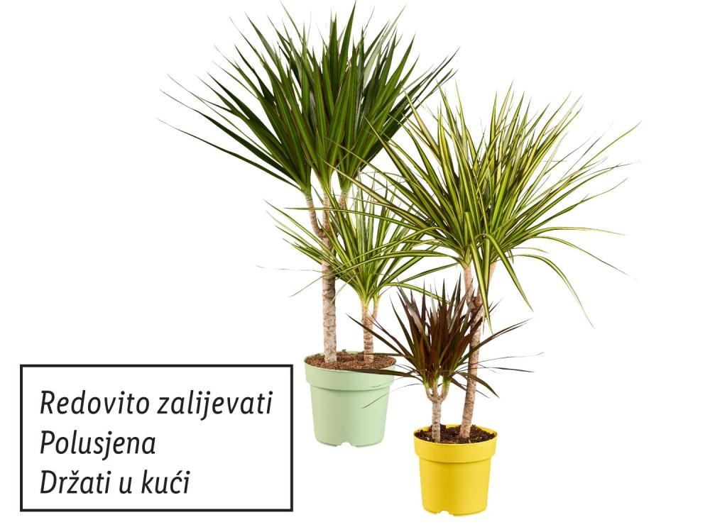 Zmajevac Akcija u trgovini Lidl