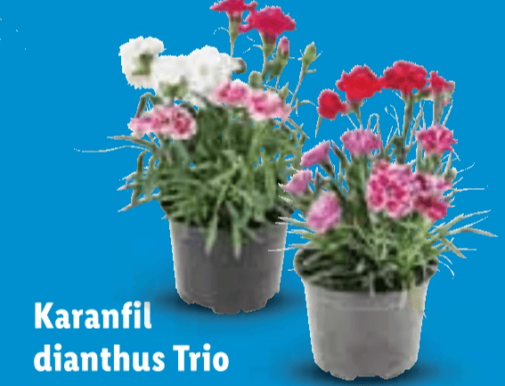 Karanfil dianthus Trio - Akcija u trgovini Lidl