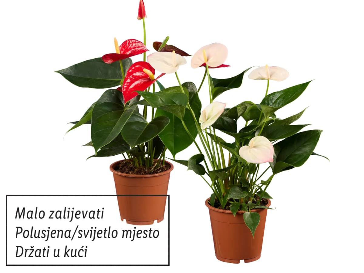 Anturij mix Akcija u trgovini Lidl